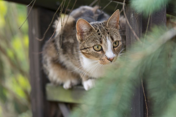 Beige white and black cat sitting on a trellis and looking at something, curious