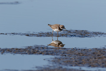 Ringed Plover (Charadrius hiaticula).