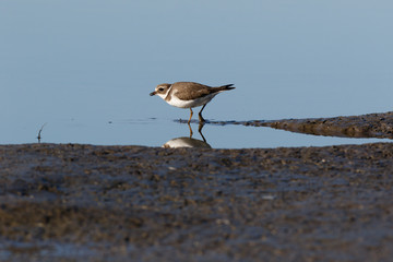 Ringed Plover (Charadrius hiaticula).