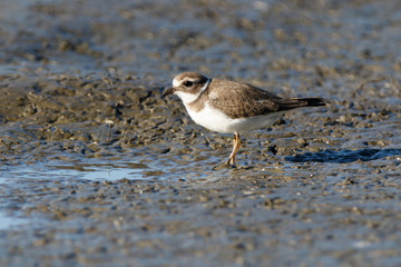 Ringed Plover (Charadrius hiaticula).