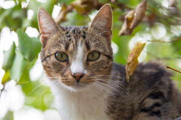 Portrait of beige white and black cat looking straight into the camera