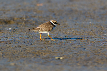 Ringed Plover (Charadrius hiaticula).