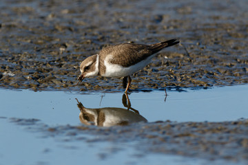 Ringed Plover (Charadrius hiaticula).
