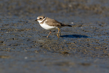 Ringed Plover (Charadrius hiaticula).