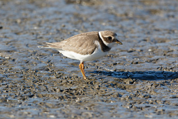 Ringed Plover (Charadrius hiaticula).