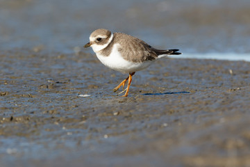 Ringed Plover (Charadrius hiaticula).