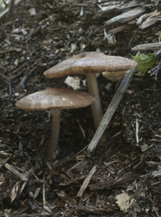 Deer Mushroom (Pluteus cervinus)