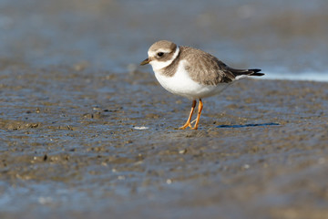 Ringed Plover (Charadrius hiaticula).