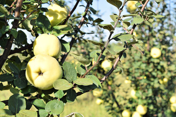 Apple quince fruit orchard  