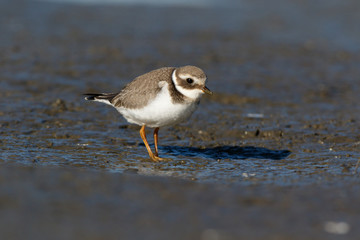 Ringed Plover (Charadrius hiaticula).