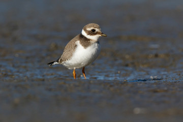Ringed Plover (Charadrius hiaticula).