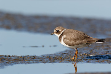 Ringed Plover (Charadrius hiaticula).
