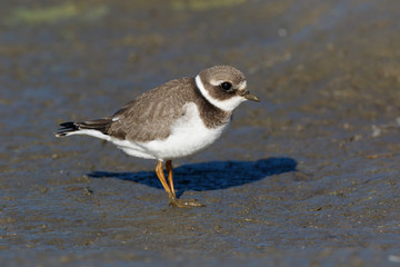 Ringed Plover (Charadrius hiaticula).