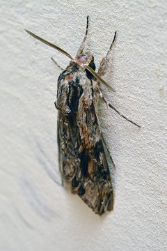 Agrius convolvuli moth