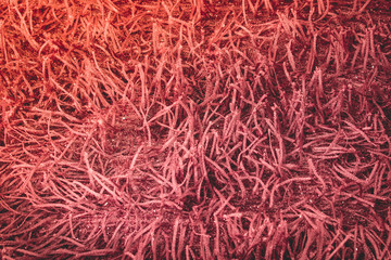 Long-pile texture of the carpet