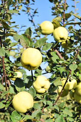 Apple quince fruit orchard  