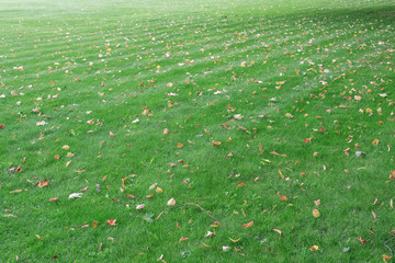 Green grass and autumn leaves