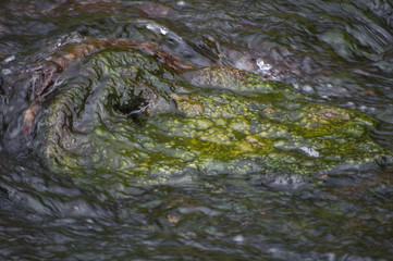 crocodile in water