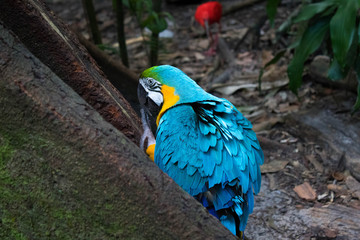 Arara
