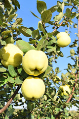 Apple quince fruit orchard  