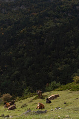 cow in the mountains
