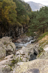 mountain stream in the forest