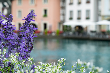 View of the city Thun