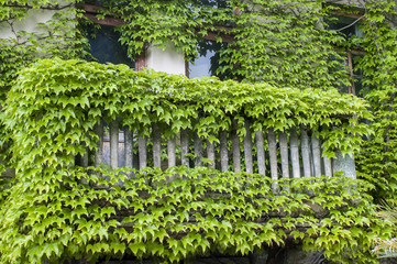 Stone balcony railing in the old house, overgrown with wild grapes