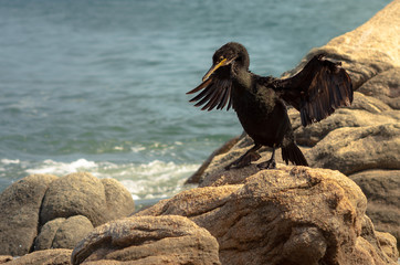 Cormoran prés du rivage, punta di porto pollo, corse