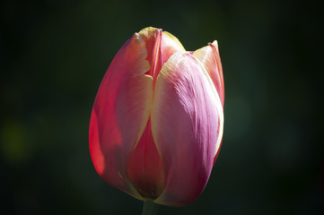 tulip on green background