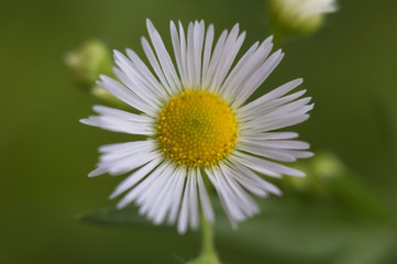 Obraz premium daisy in the grass