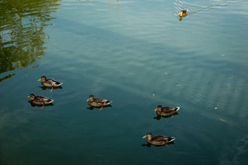 All the little duckies