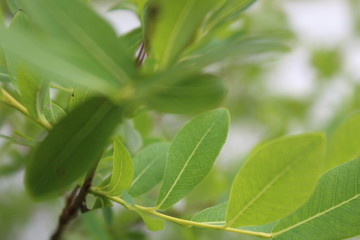 green leaves of tree