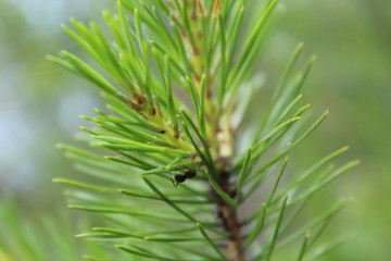 green pine branch of a tree