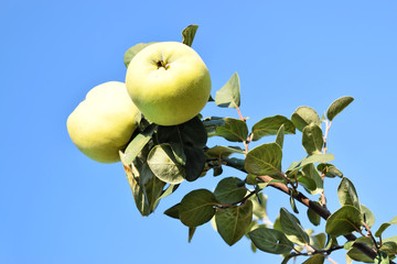 Apple quince fruit orchard  