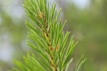 closeup of pine needles