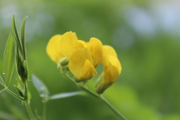 yellow tulip on green background