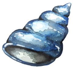 watercolor hand drawn sea shell