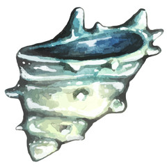 watercolor hand drawn sea shell