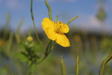 yellow flower