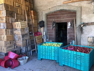 mela raccolta mele cassa mele cassone mele lavoro mele mela frutta