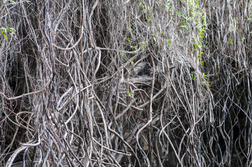 Dried vines of ivy hanging down from the height
