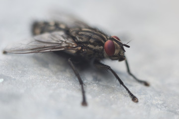 fly on a background