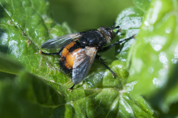 fly on leaf