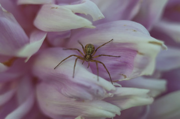spider on a flower
