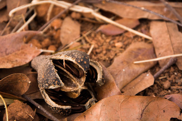 closeup of a snail
