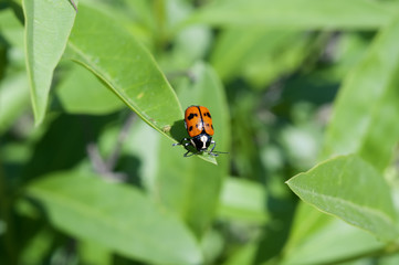 ladybug on leaf