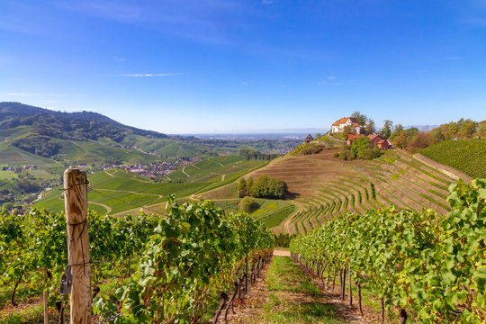 Aussicht auf das Schloss Staufenberg in den Weinbergen, Durbach, Schwarzwald