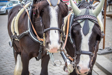 Obraz premium Horse with carriage on the street