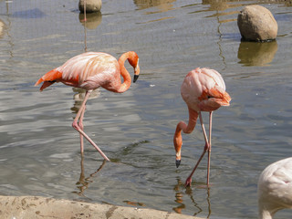 pink flamingos on a warm summer day in the lake at the zoo
